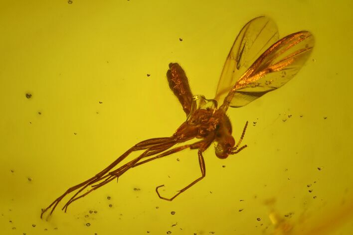 Detailed Fossil Fungus Gnat (Mycetophilidae) In Baltic Amber #170089